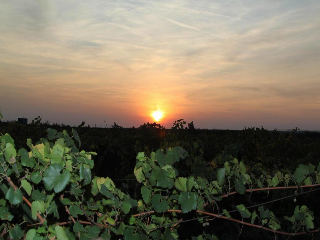 Vinski Dvor Palic Bagian luar foto